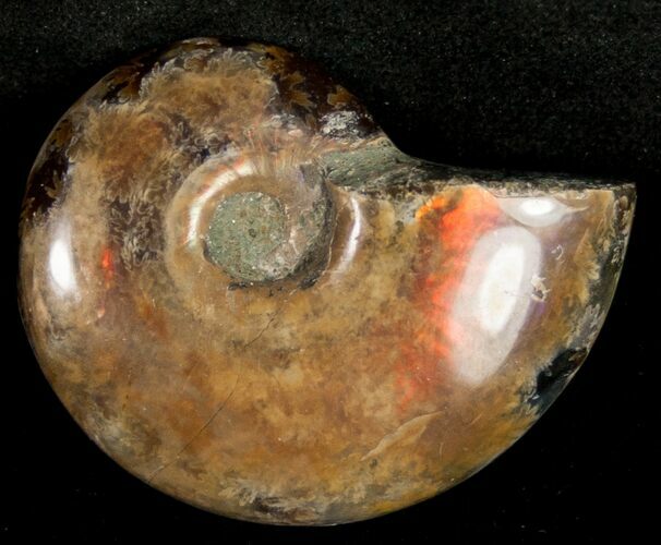 Flashy Red Iridescent Ammonite - Wide #10360